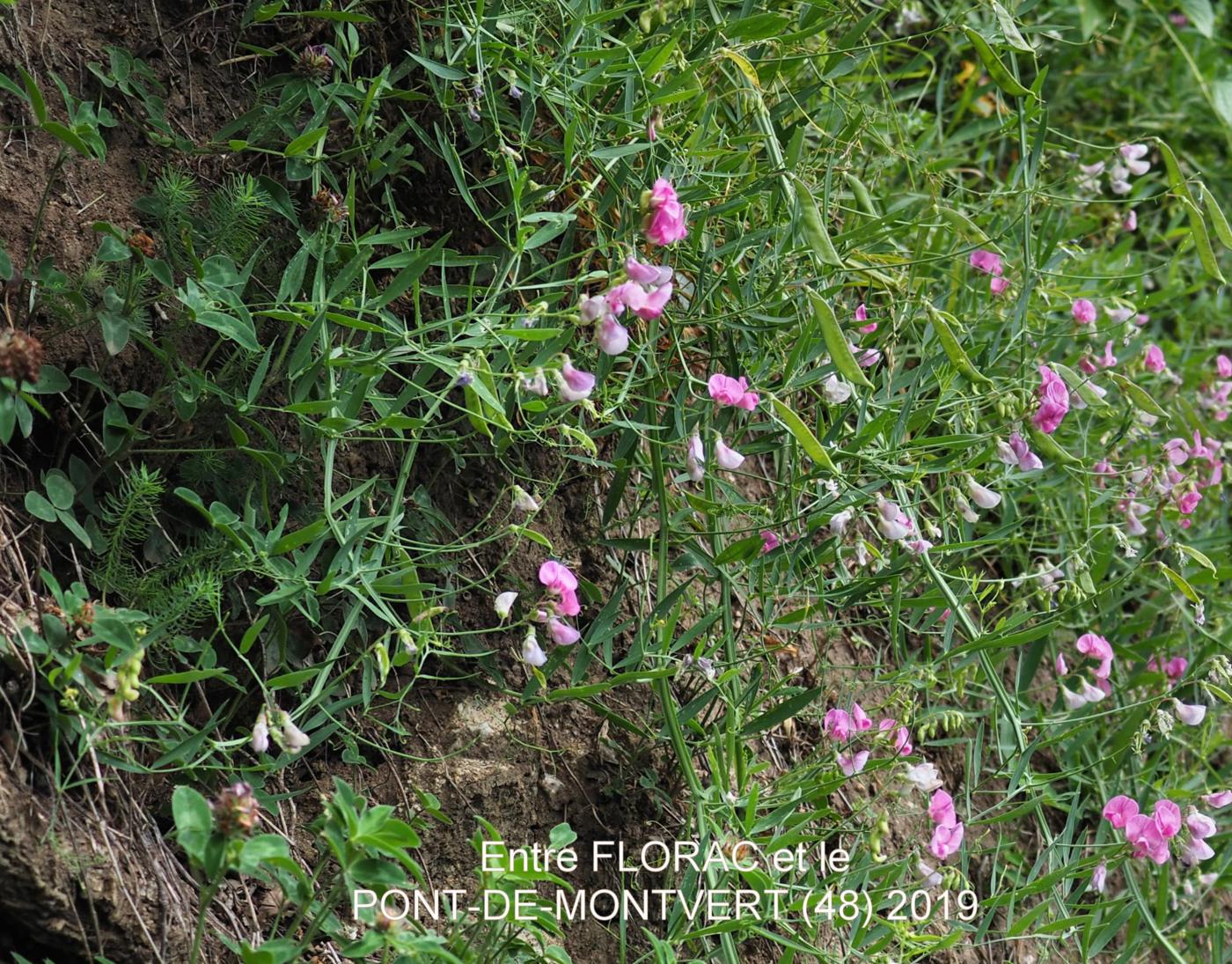 Vetchling, Cirrhose plant